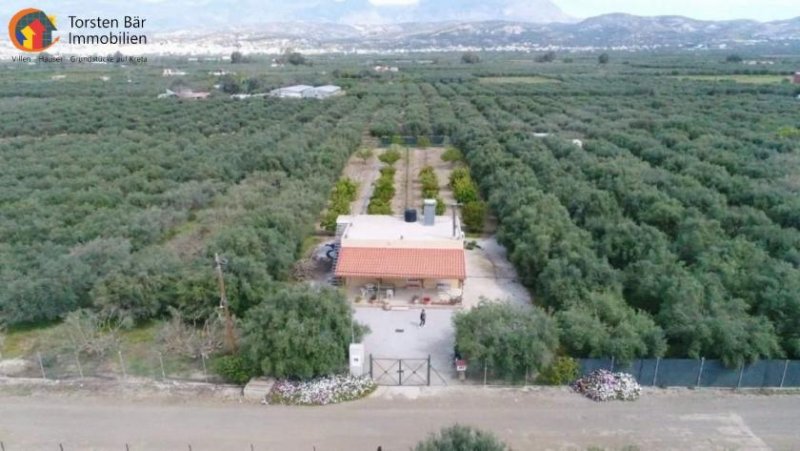 Mires - Pombia Süd Kreta, ruhiges EFH im Olivenhain Wfl.70qm Grdst. ca.5500qm Haus kaufen